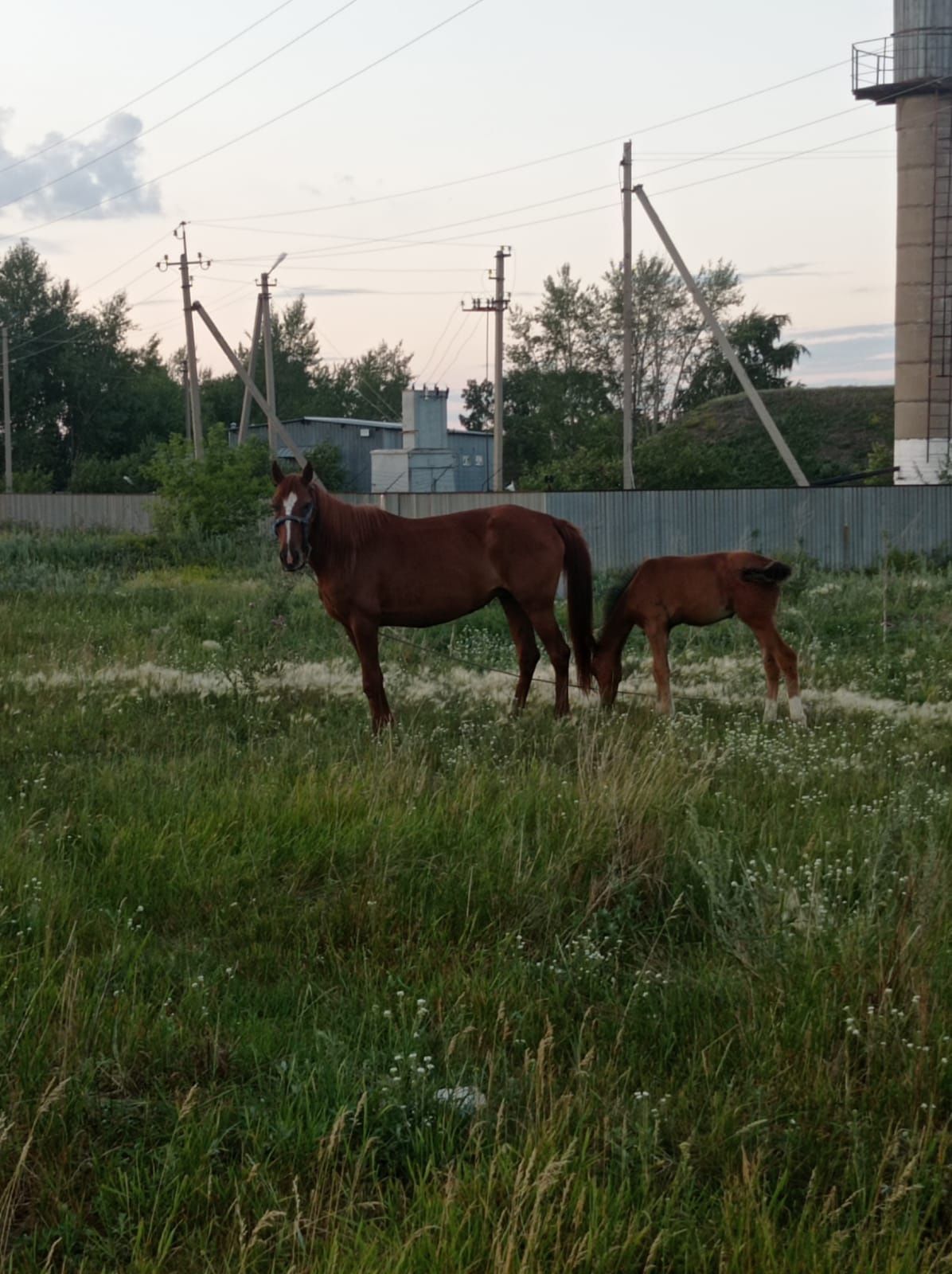 Продам кобылу с жеребенком