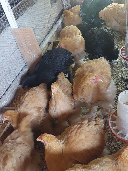 Tineret brahma și cochinchina