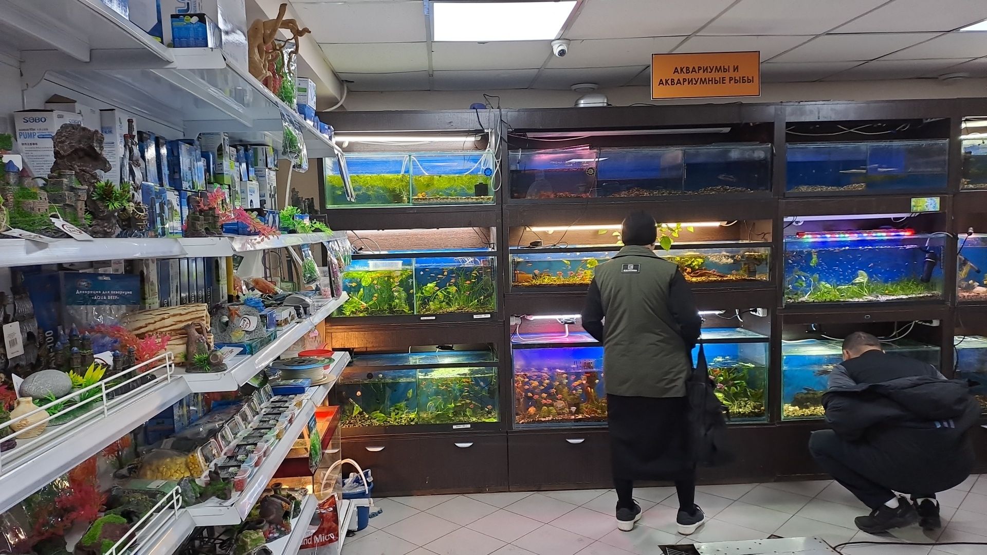 Продажа аквариумных рыбок