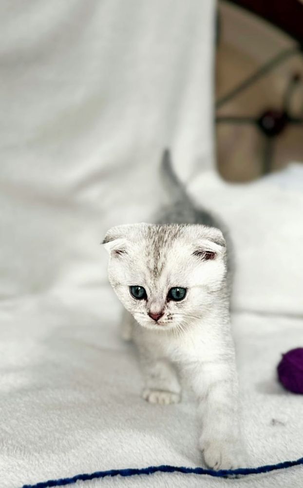 Котята Шиншилы Продаю