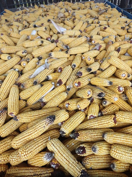 Porumb producție 2025