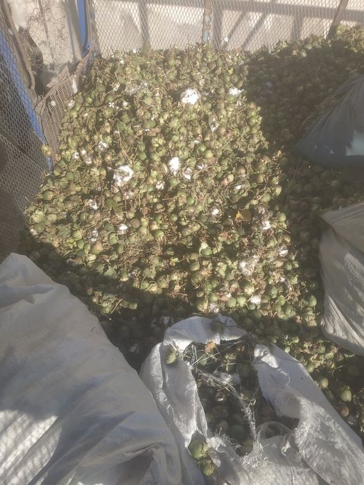 Курак сотилади Шофирконда