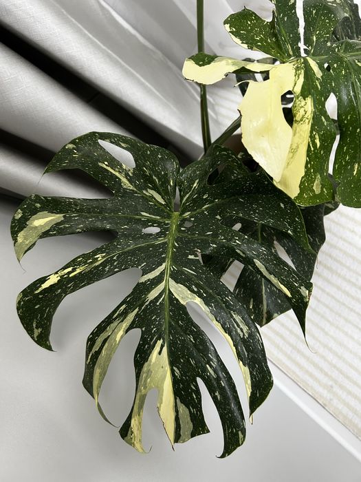 Продам монстера Тайское созвездие