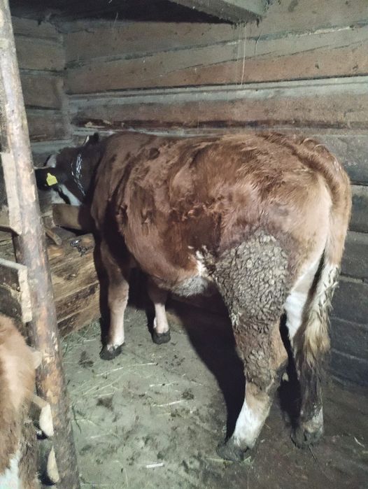 Vand vițea balțata