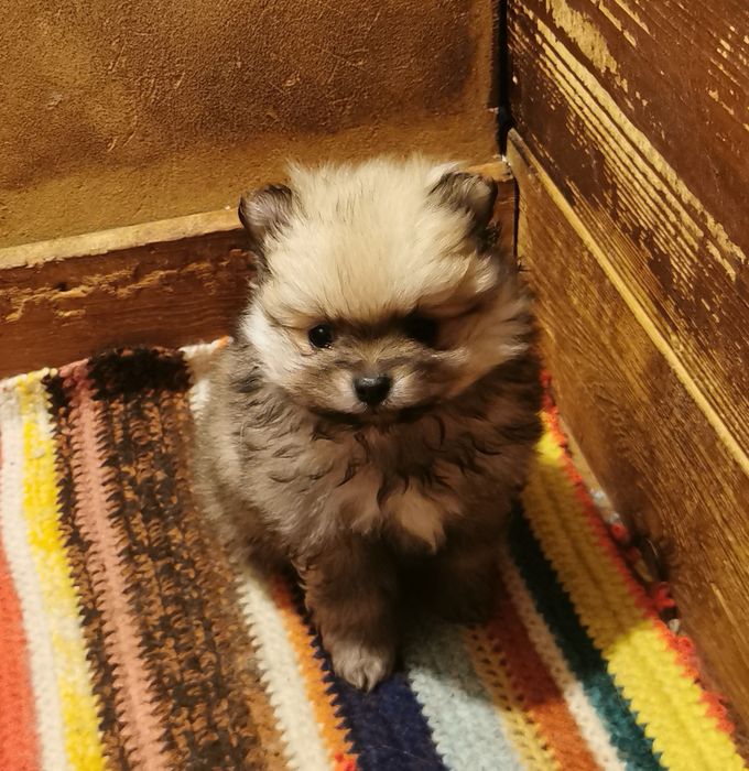 Померан момиченца