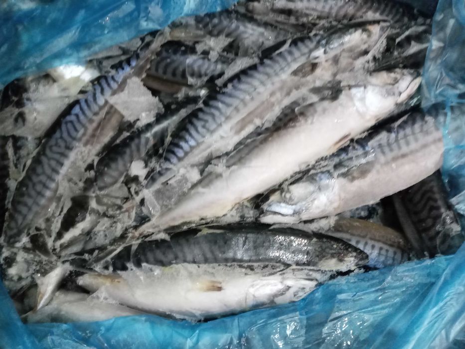 рыба Скумбрия 400-600гр. Продажа коробками 20 кг.