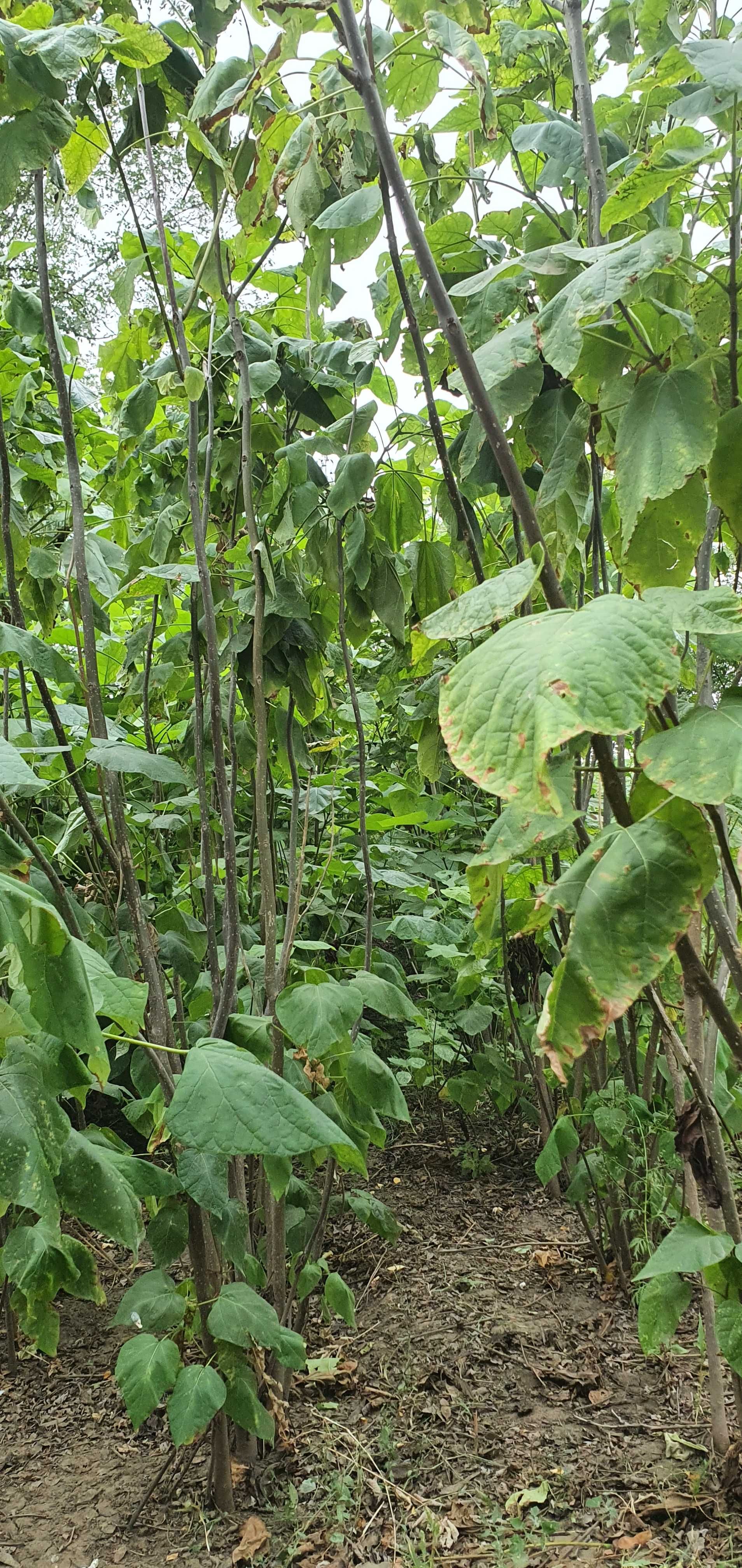 Catalpa (bignonioides)