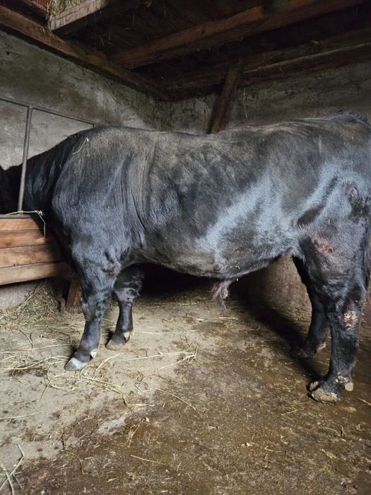 Vand taur de aproximativ un an