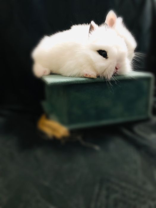 Karlik quyonchalar juda shirin va yoqimtoy