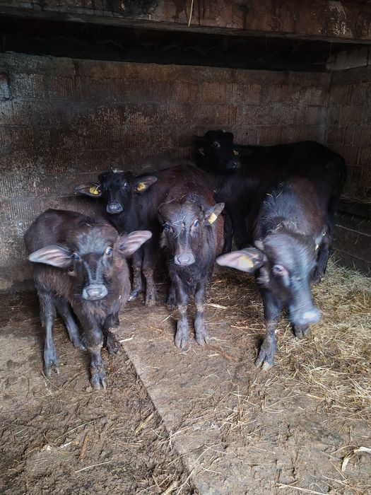 3 junici și un tauras de bivol