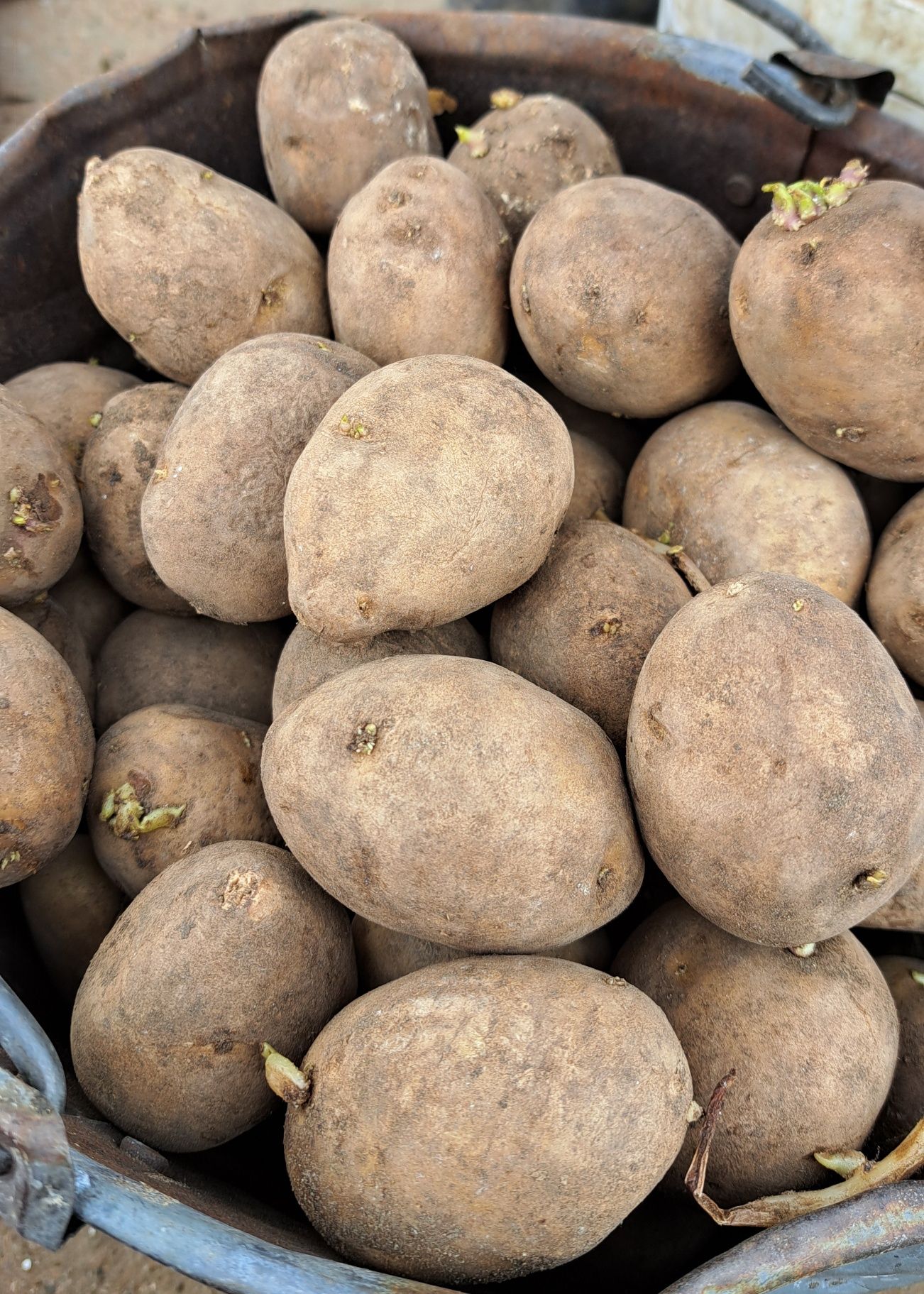 Продам мешках картофель семенной