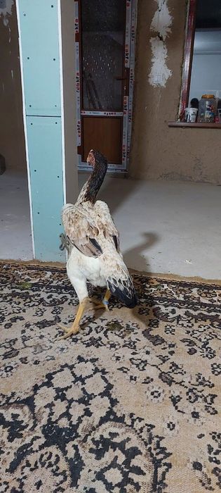 Yoshiga tòlgan tovuq