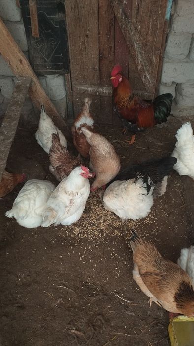 Продам курей здоровые несутся