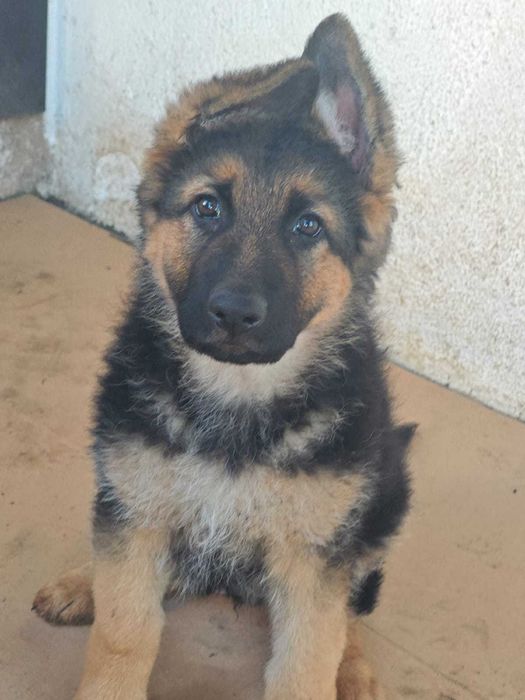 Немскa овчаркa дългокосместa