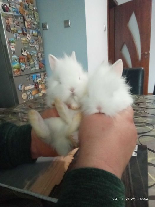 декоративни зайчета