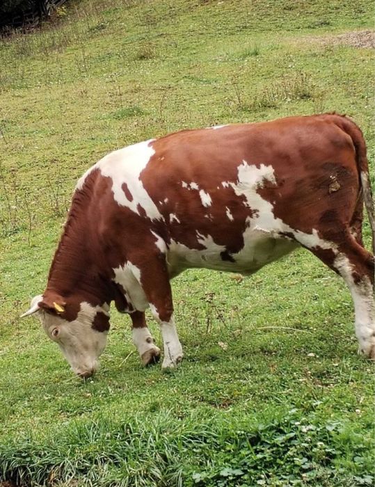 Vand vaci calitative‼️