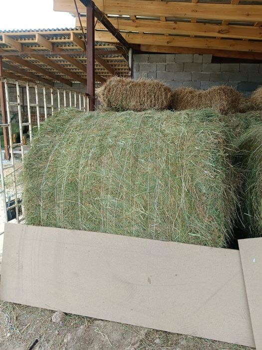 Шөп жоңышқа аралас клевер сено