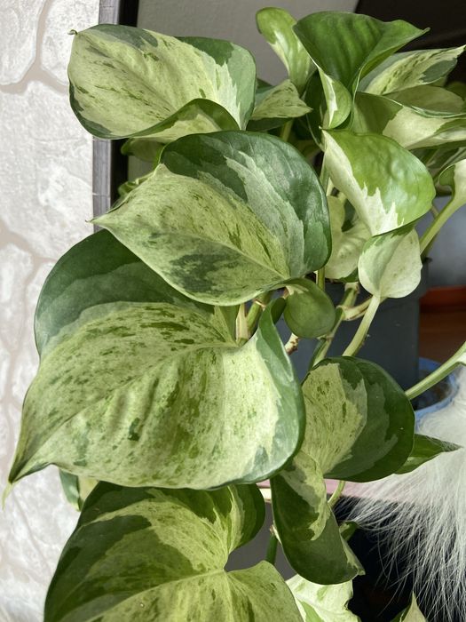 Продам  вьющиеся сортовые сциндапсусы(3вида)