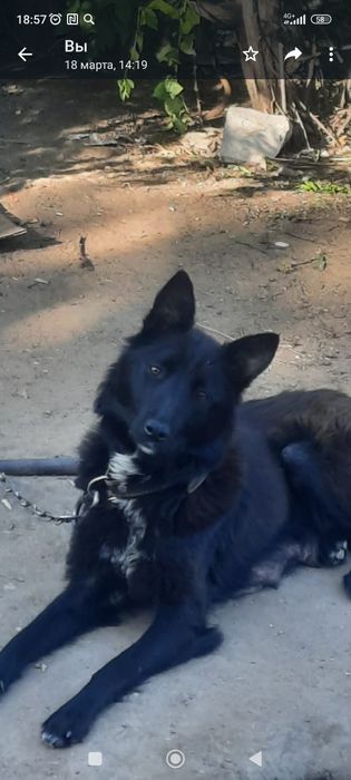 Отдам щенков в хорошие и добрые руки