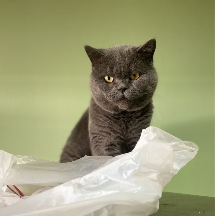 Скотиш страйт с опытом вязки