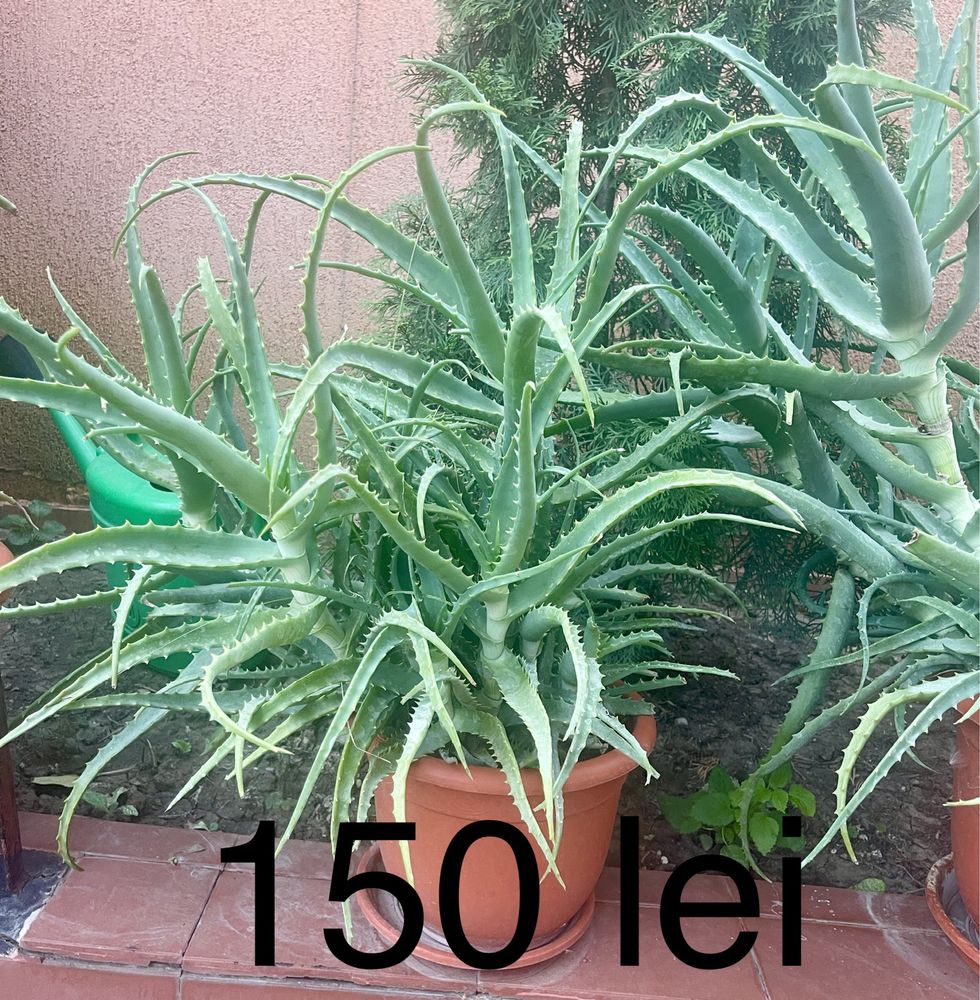 Aloe Vera la ghiveci