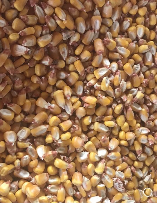 Vand porumb boabe/stiulete,recolta 2025.