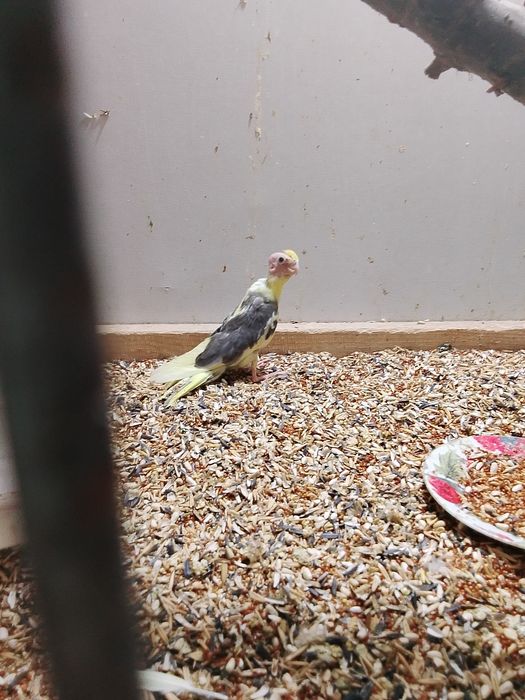 Бронь попугай карелла