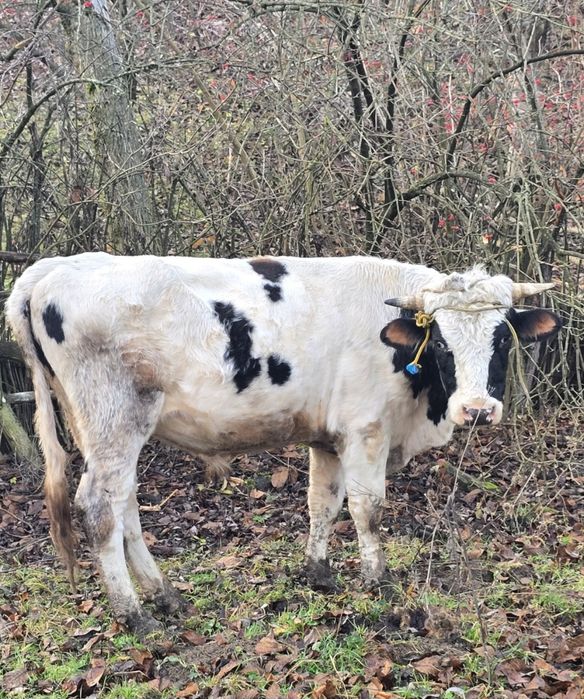 Taur simmental/holstein tanar de reproductie