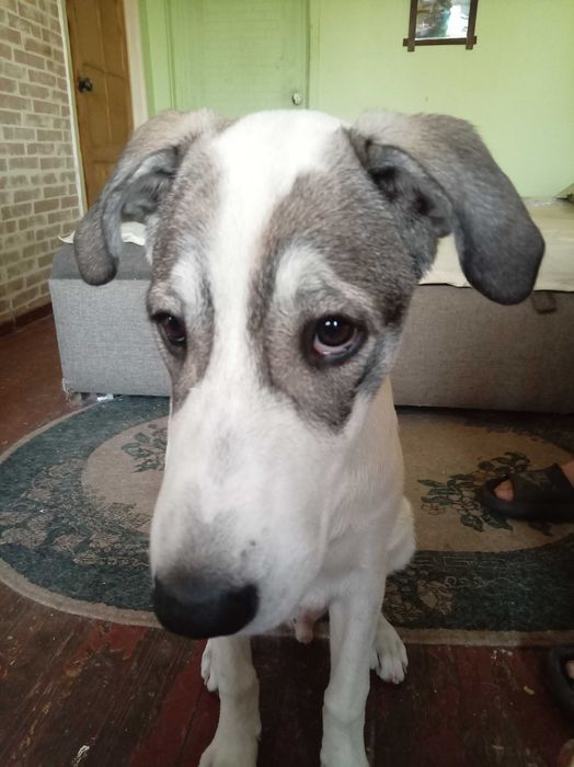 Пртвстаивается пëсель по кличке Джек