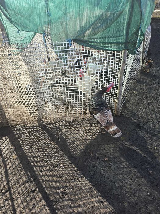 Curcani, curci de mai multe soiuri.