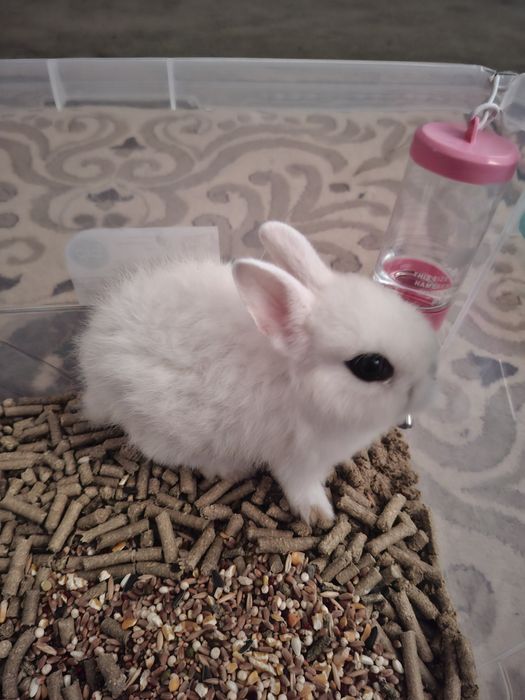 Кролик карликовый