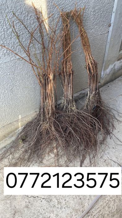 Butasi vita de vie altoita și hibrid