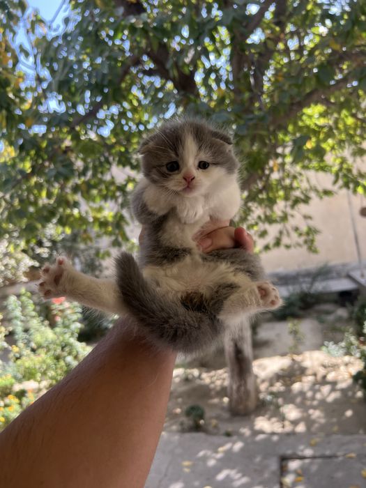 Кошка Скотиш фолд