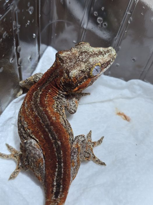 Rhacodactylus auriculatus/ Gargoyle gecko