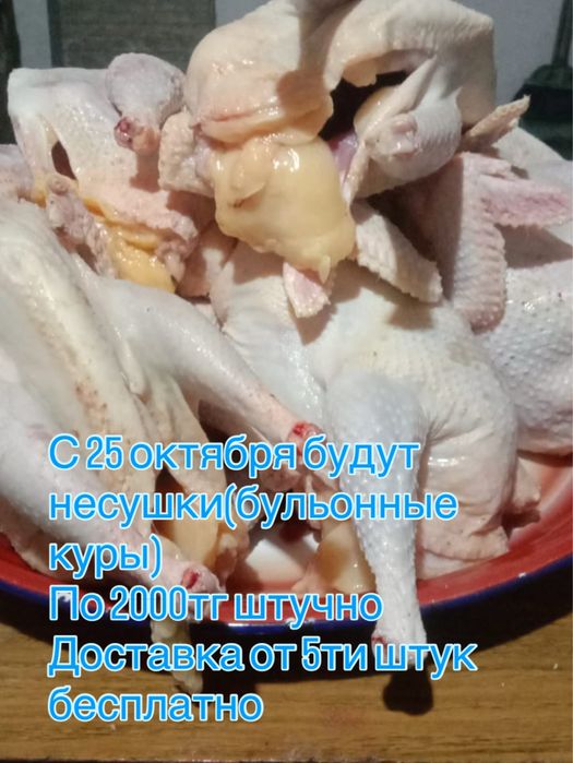 Куры несушки(бульонные) 1.2-1.4 кг