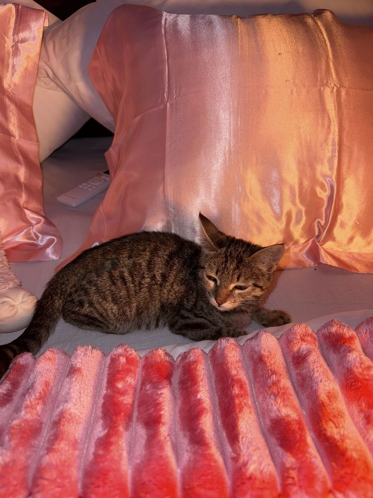 Котенок в добрые руки !