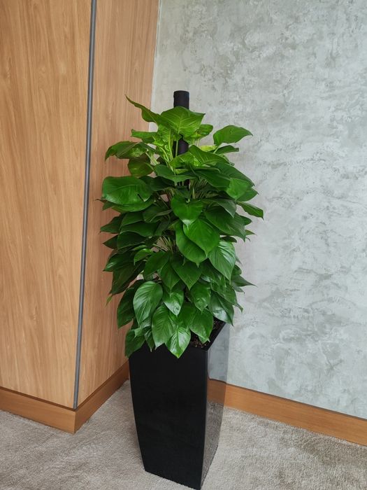 Уход за растениями