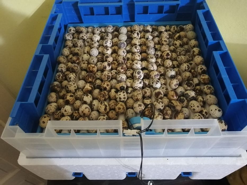 Prepelițe, pui Prepelita și oua pentru consum și incubat.