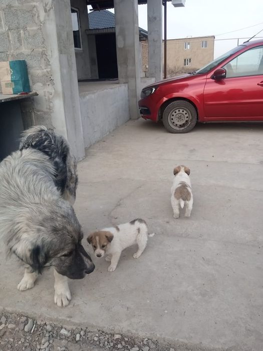 Щенки девочки здоровые охраницы