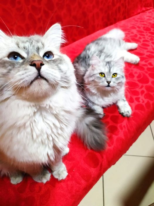 Сибирско коте (сребърно Таби)