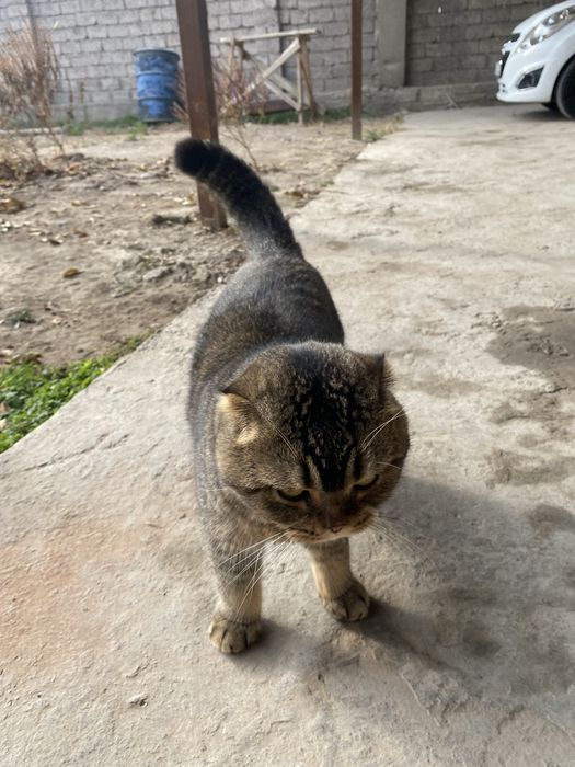 Британский шиншилла мальчик