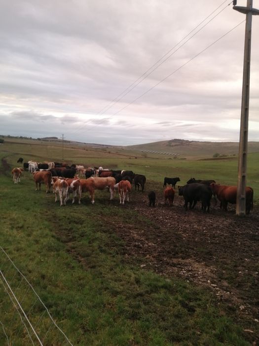 Vând vițele și juninci