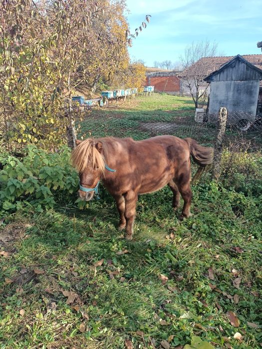 Vând Poneită cu vârsta de 8 ani