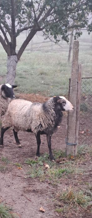 Vând berbec Romanov