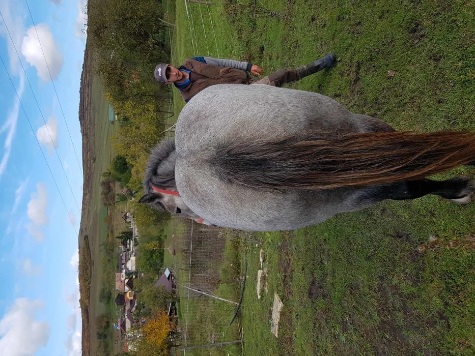 Mânză sură de vânzare