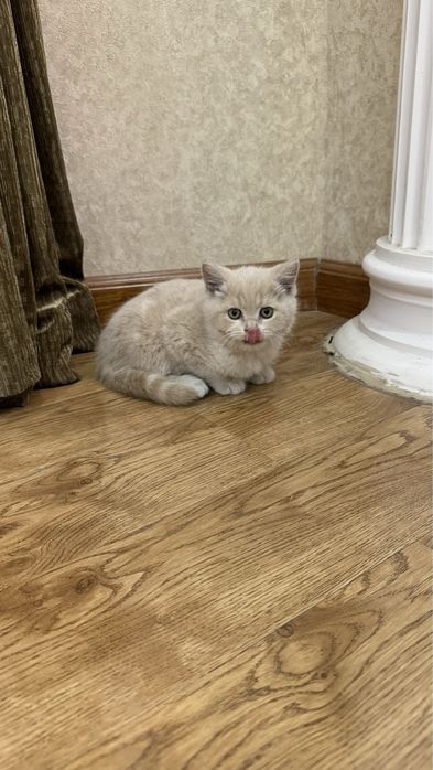 Шотландский страйт котятки