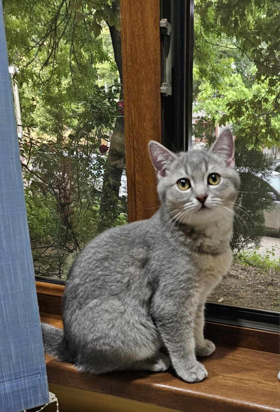 Scottish fold ,băieți și fetite