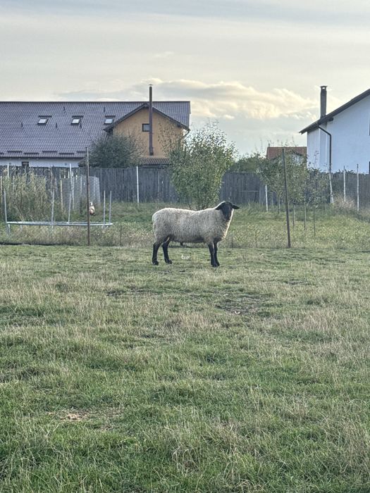 Vand berbec sullfok