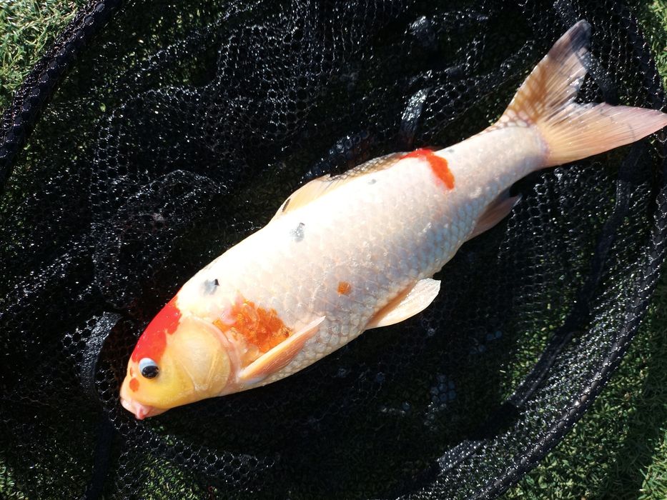 Crap KOi Sibiu 35cm