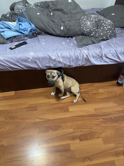 Vand catelusa cu varsta de 6 luni